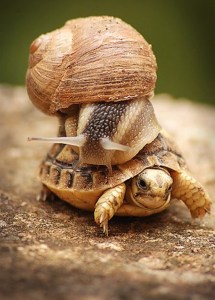snail_on_turtle
