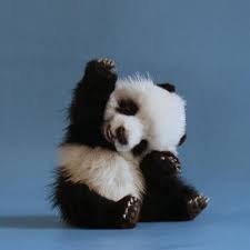 panda raising hand.jpg